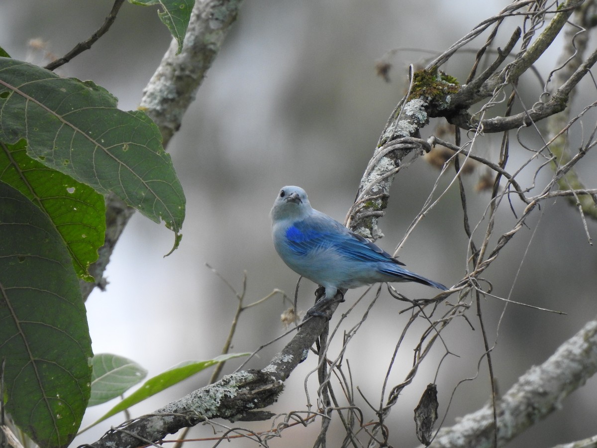 Blue-gray Tanager - ML609548593