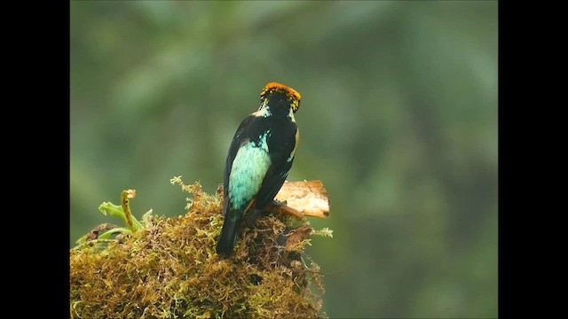 Flame-faced Tanager (Yellow-faced) - ML609548645