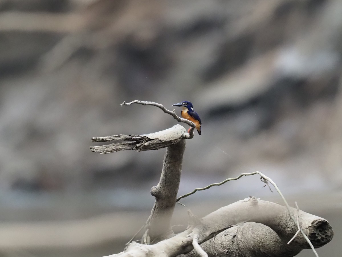 Azure Kingfisher - ML609548655