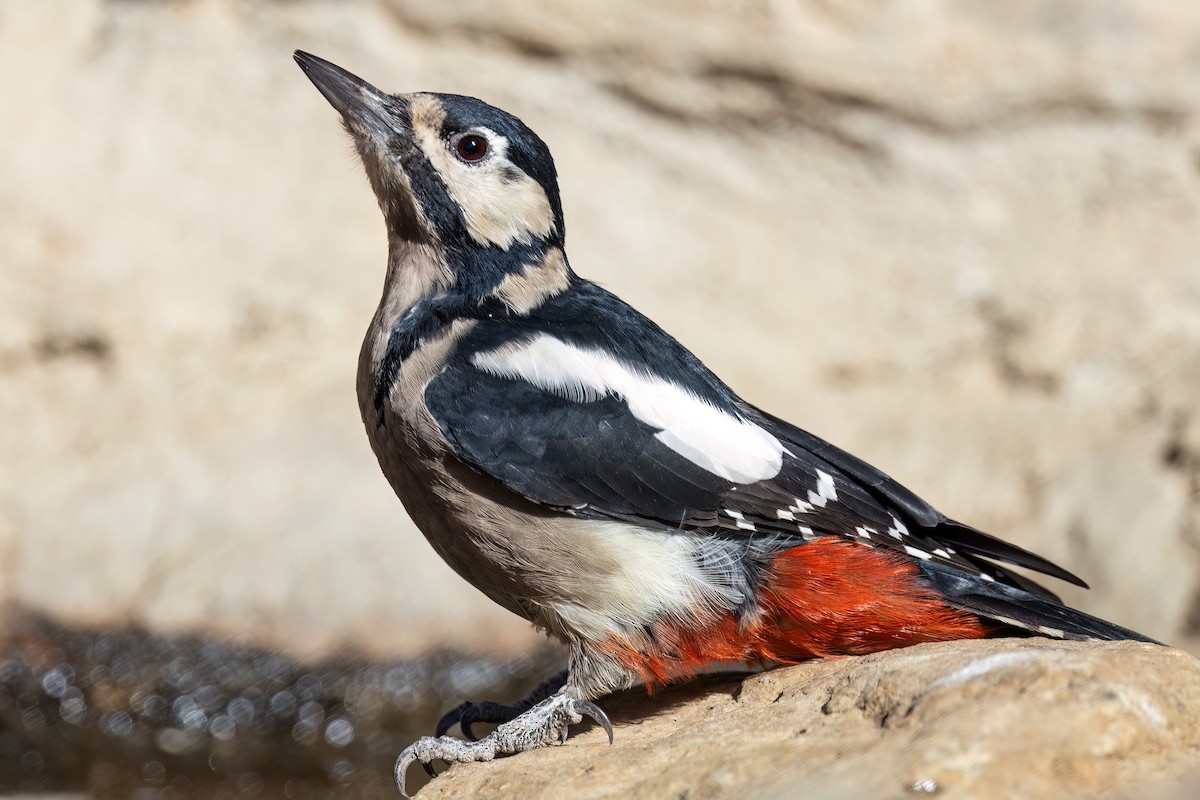 Great Spotted Woodpecker - ML609548937