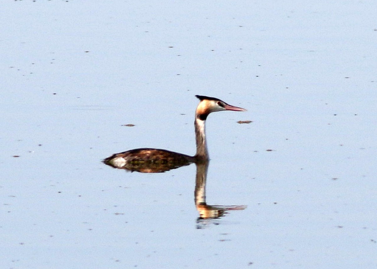 Great Crested Grebe - ML609549294