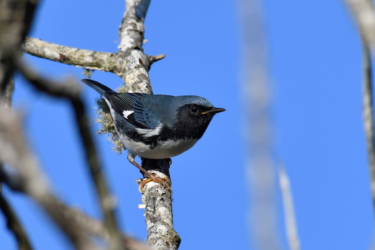 Black-throated Blue Warbler - Sam Miller