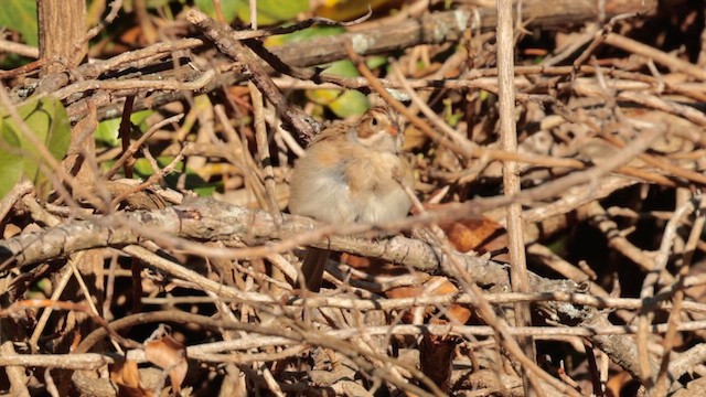 Clay-colored Sparrow - ML609550057