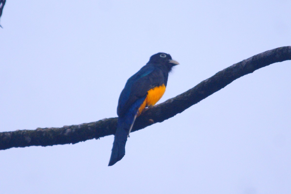 Green-backed Trogon - ML609550900