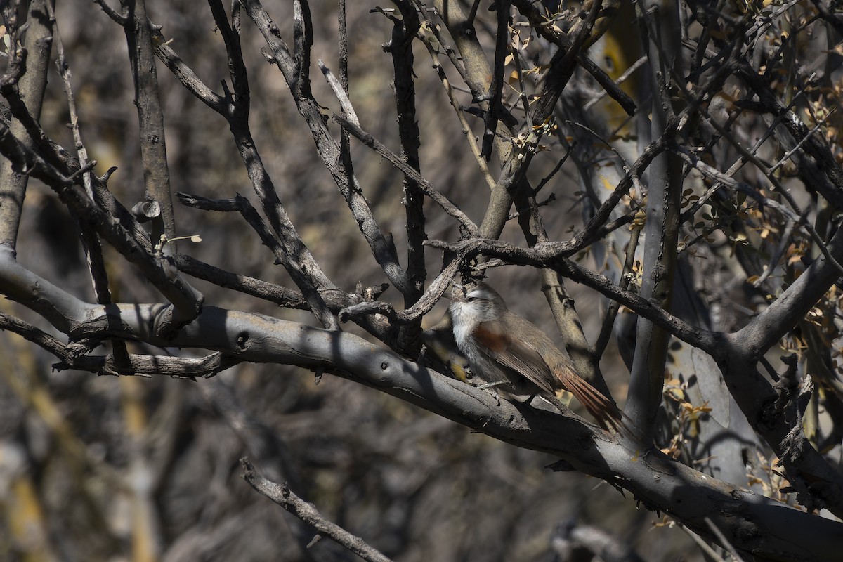 Stripe-crowned Spinetail - ML609550907