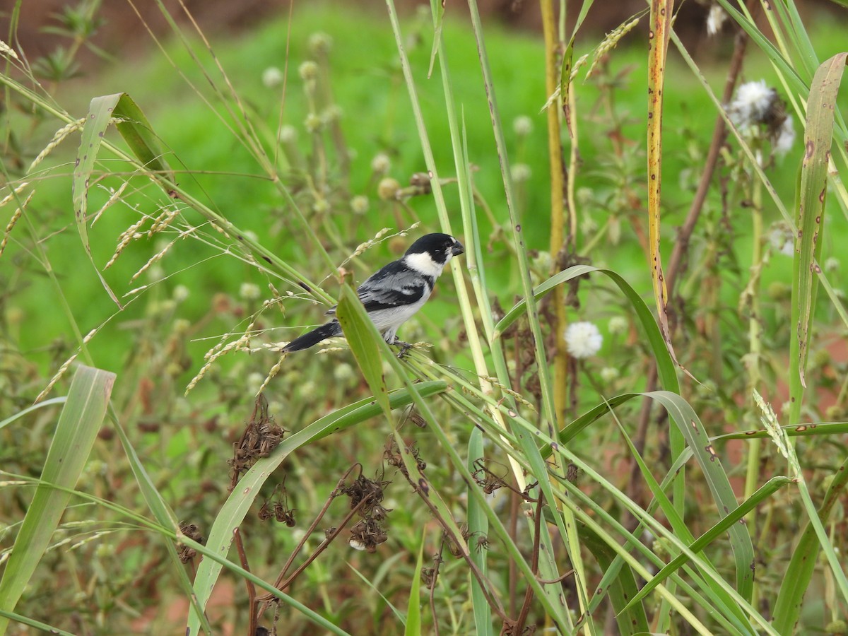 Rusty-collared Seedeater - ML609550913