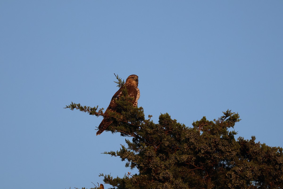 eBird Checklist 3 Oct 2023 Fort Hill, Eastham 21 species