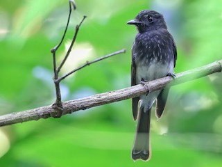  - White-winged Fantail