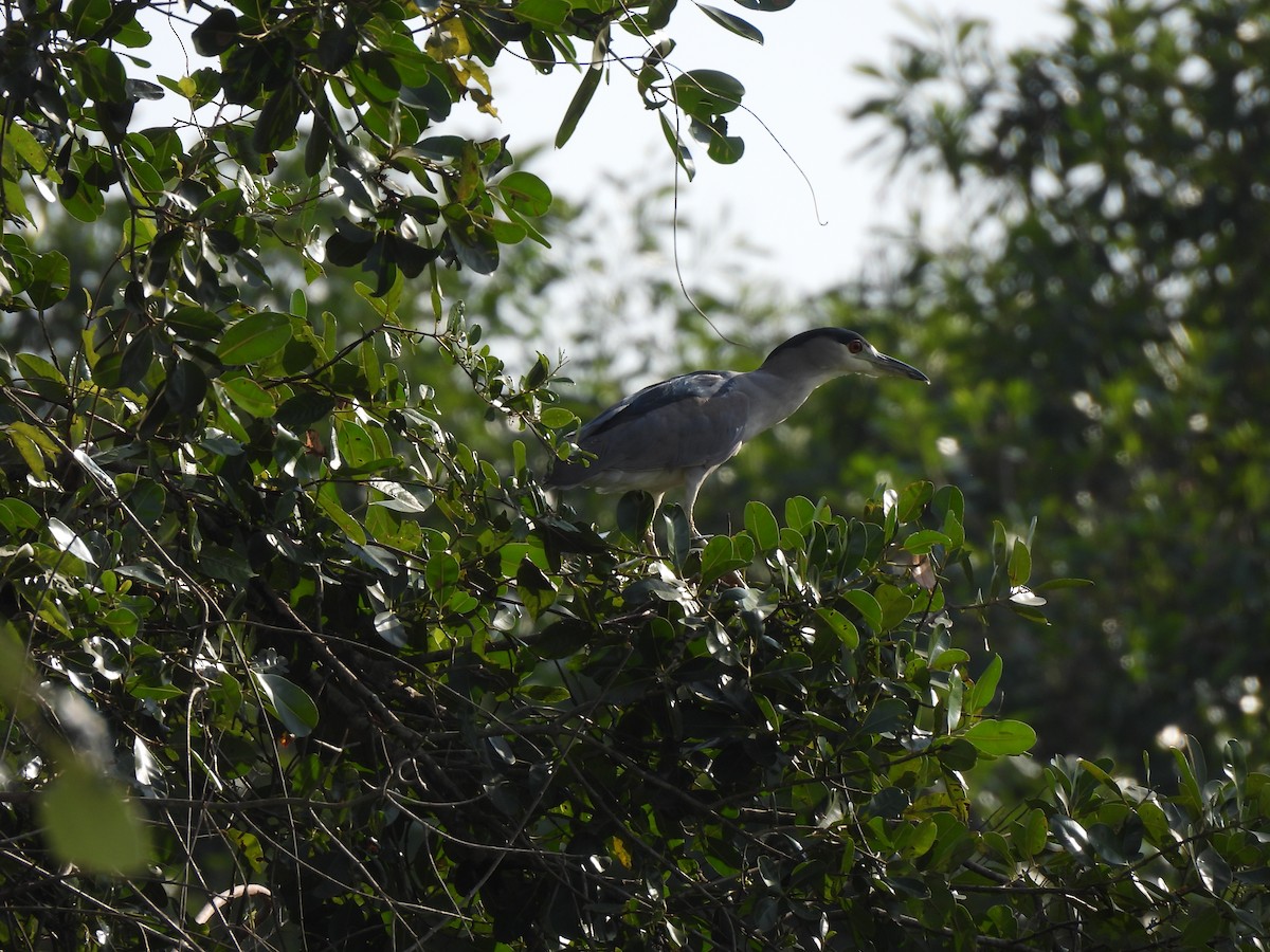 Black-crowned Night Heron - ML609551232