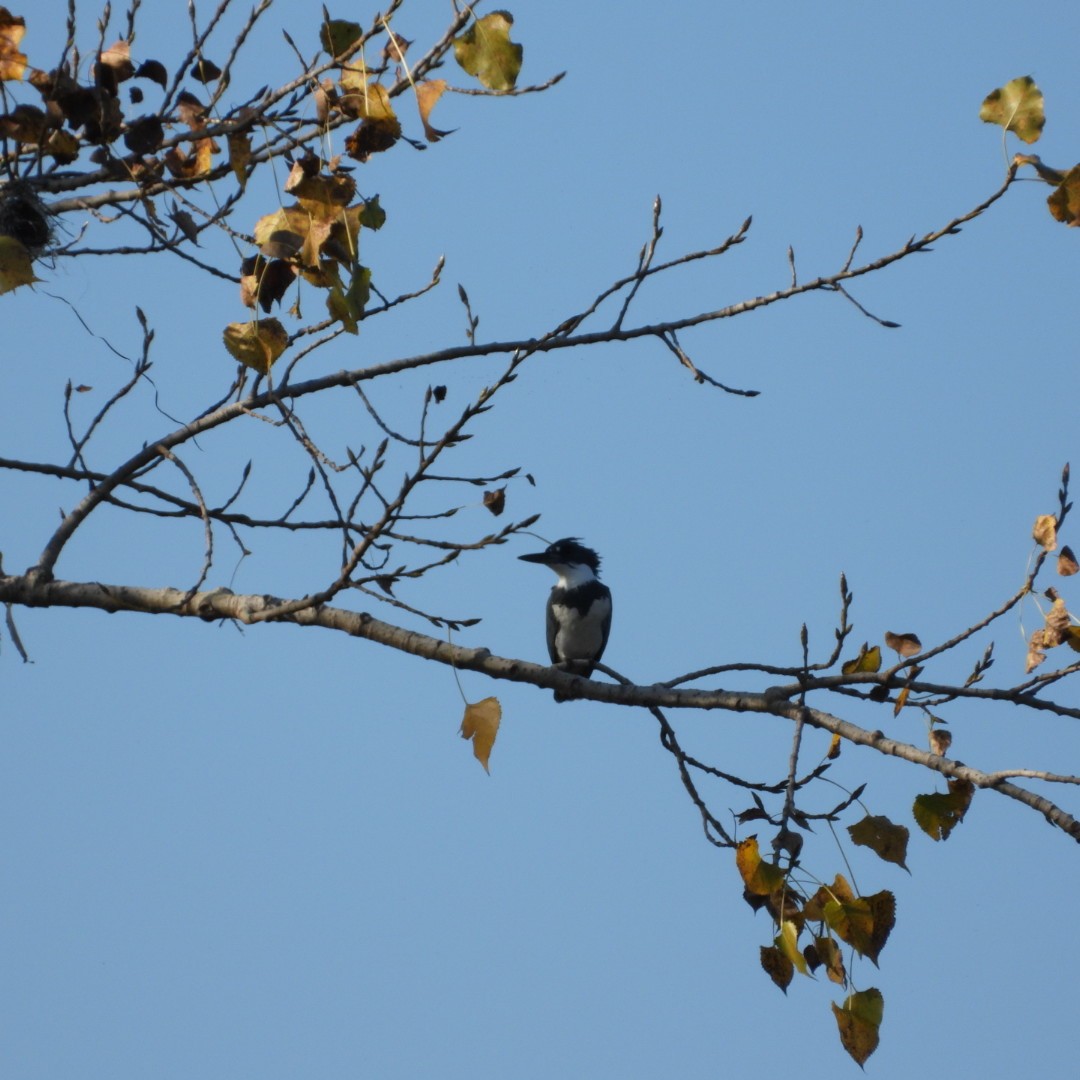 Belted Kingfisher - ML609551398