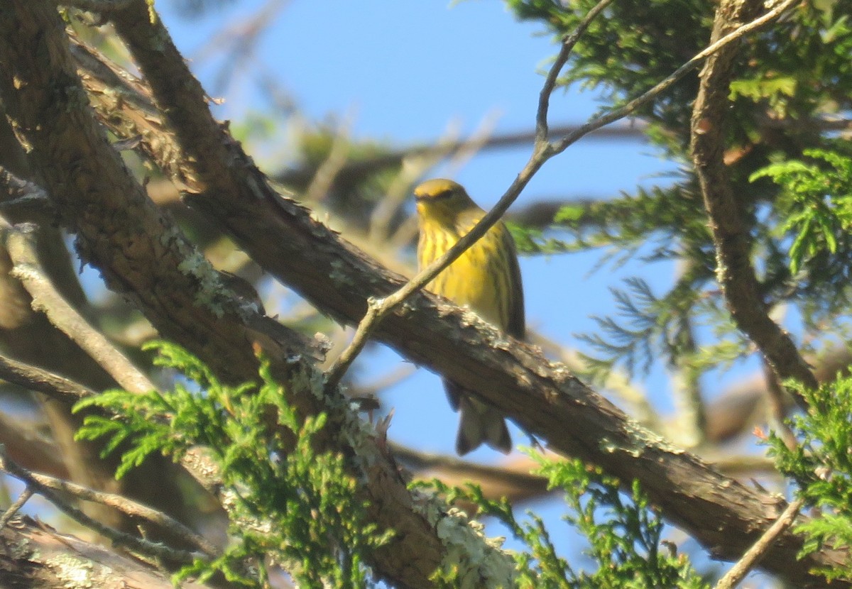Cape May Warbler - ML609551452