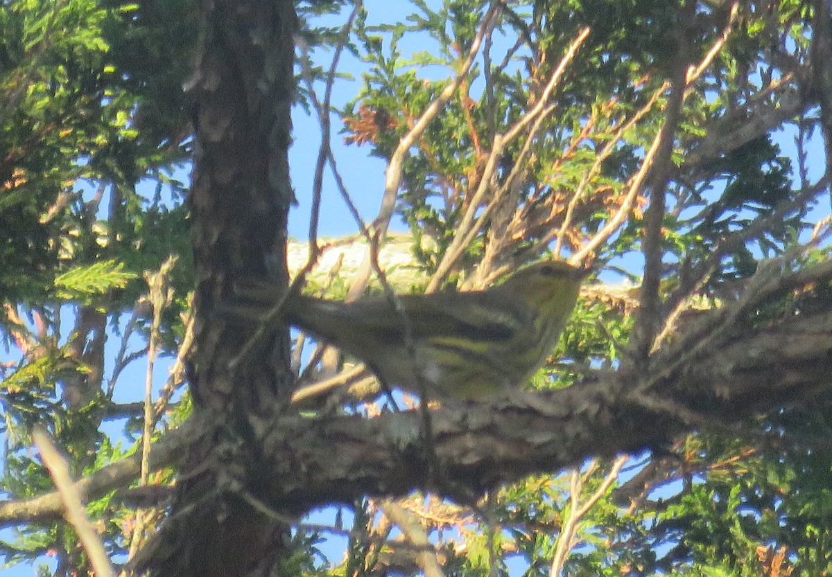 Cape May Warbler - ML609551453