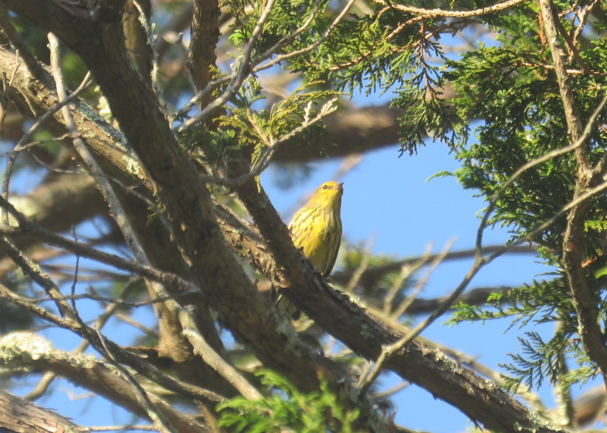 Cape May Warbler - ML609551454