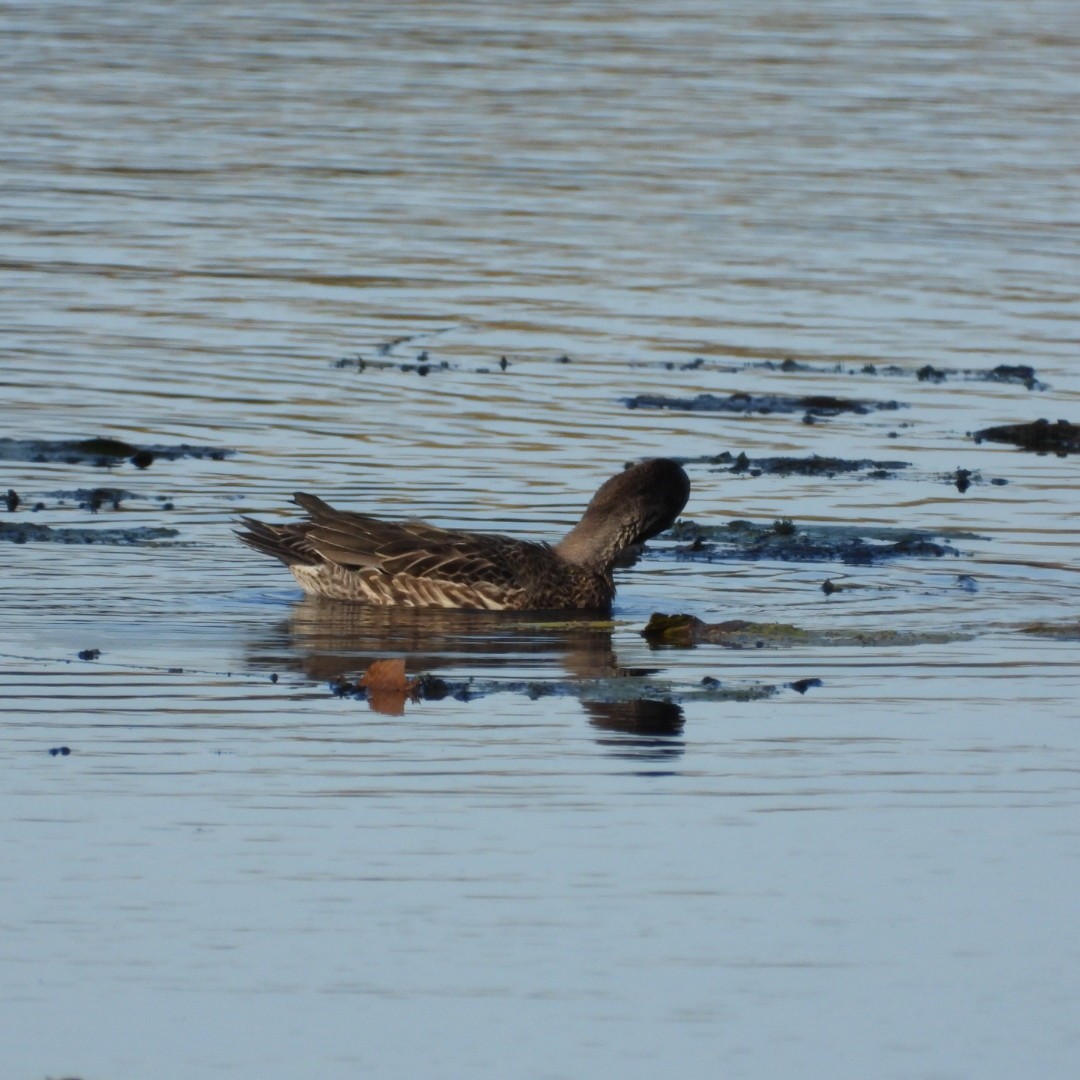 Green-winged Teal - ML609551536