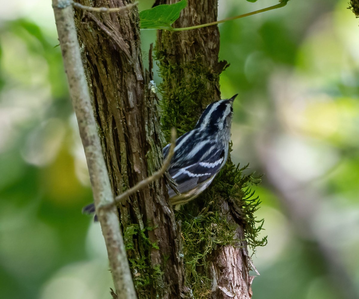 Black-and-white Warbler - ML609551540