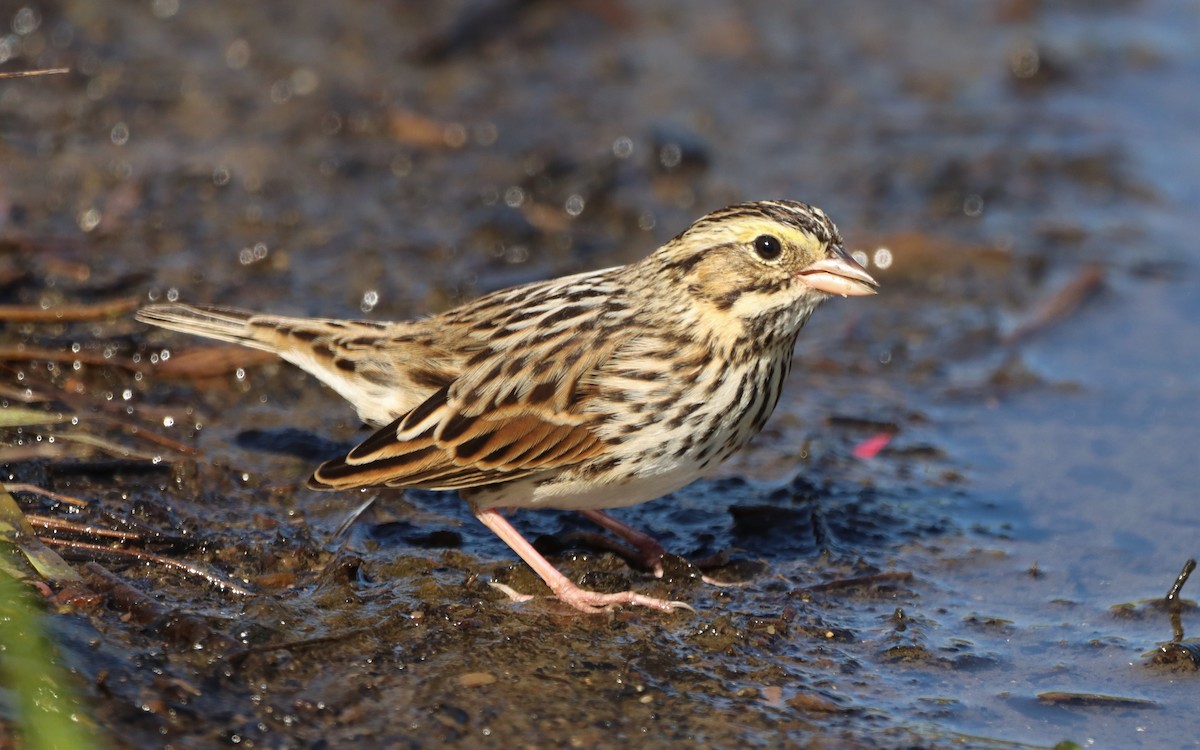 Savannah Sparrow - ML609551552
