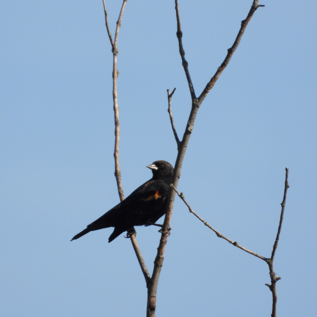 Red-winged Blackbird - ML609551558