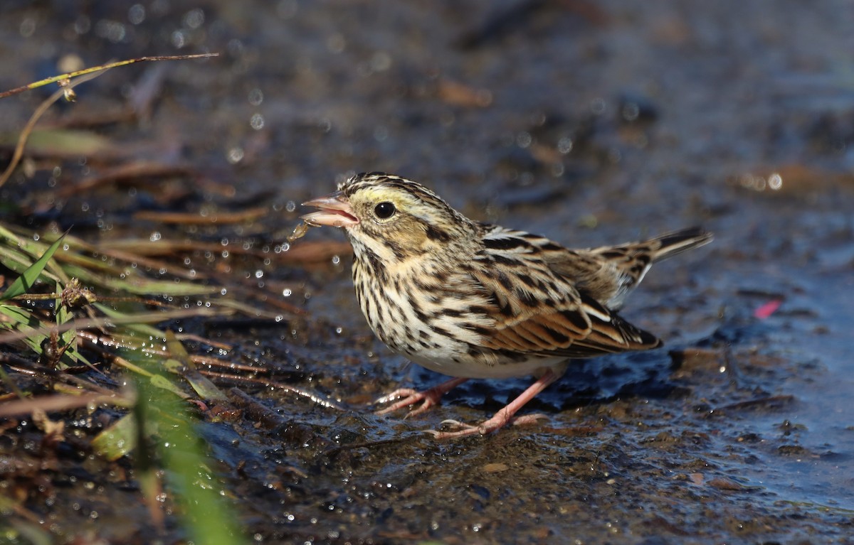 Savannah Sparrow - ML609551562