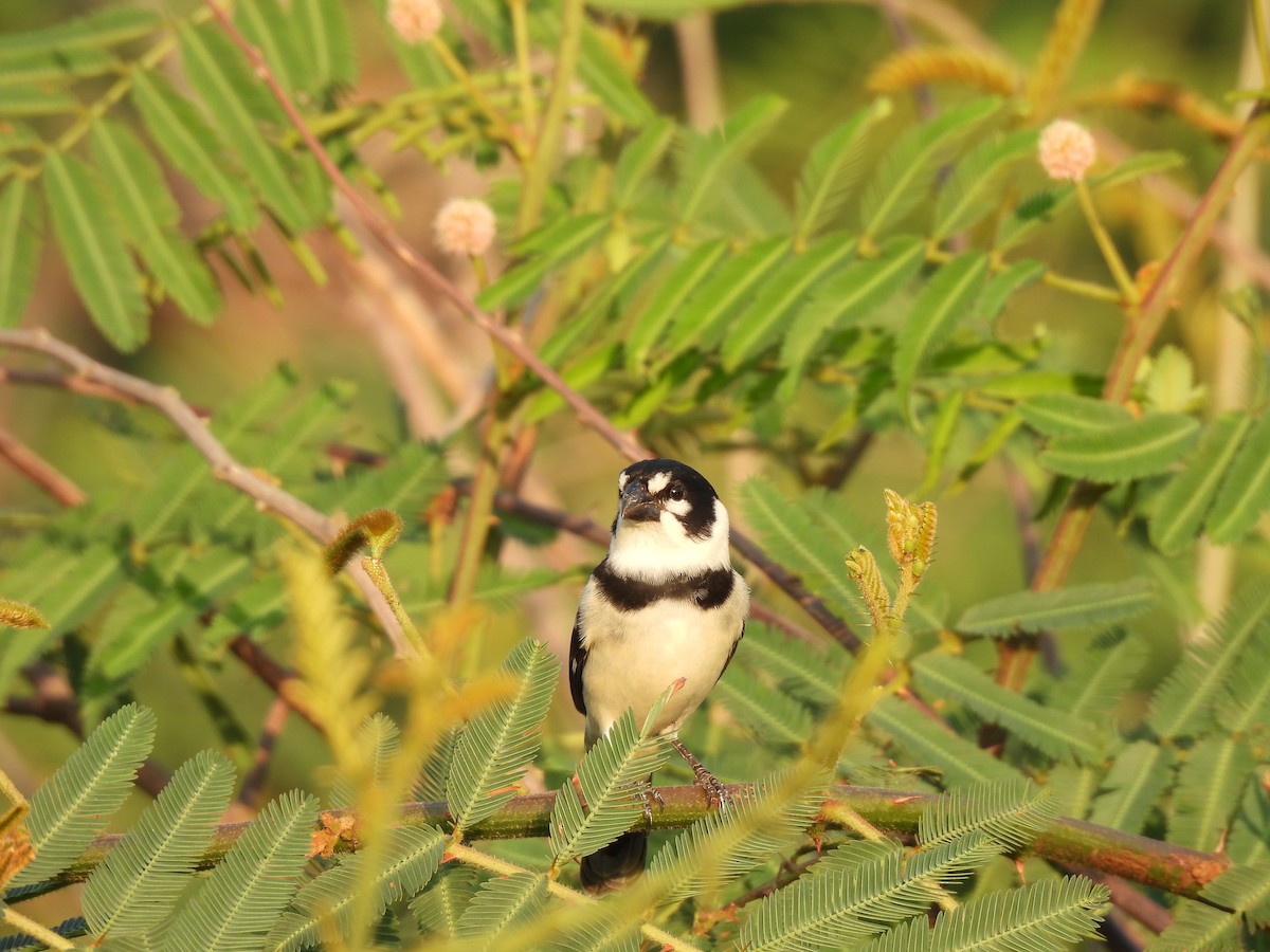 Rusty-collared Seedeater - ML609551590