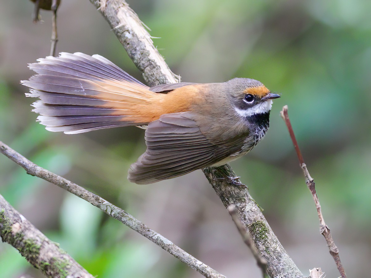 Australian Rufous Fantail - Rhipidura rufifrons - Birds of the World