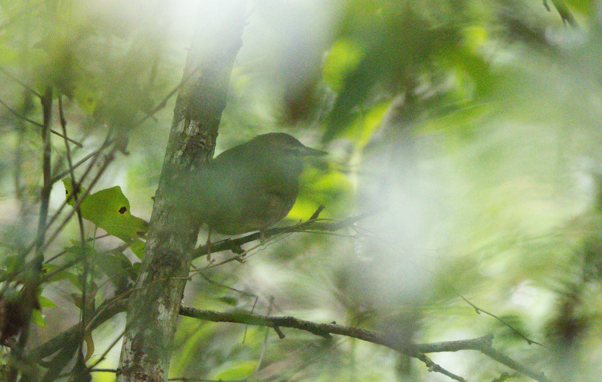 Swainson's Warbler - Tasso  Cocoves