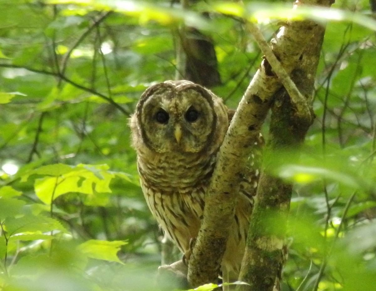 Barred Owl - ML609551792