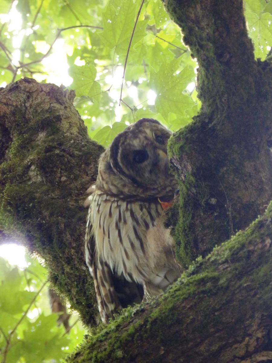 Barred Owl - ML609551800