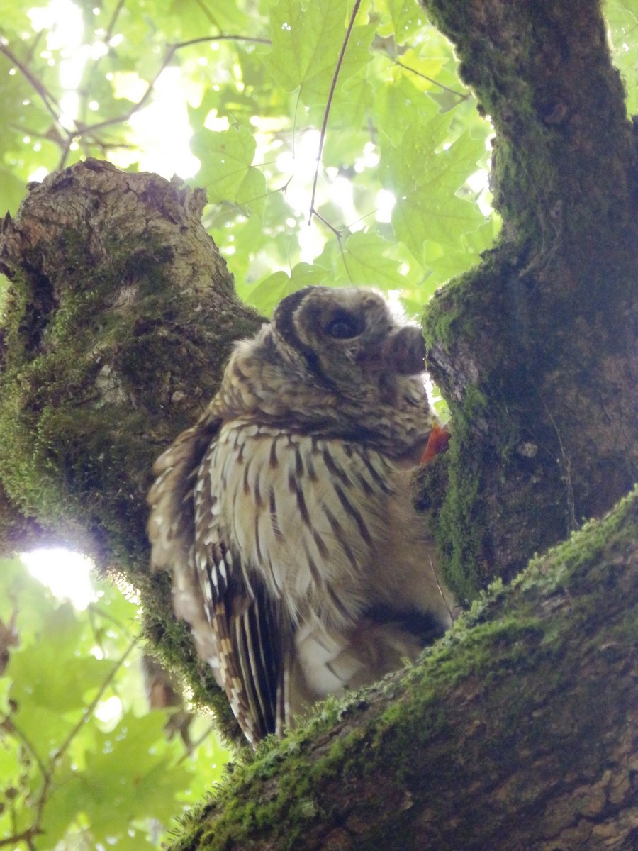 Barred Owl - ML609551801