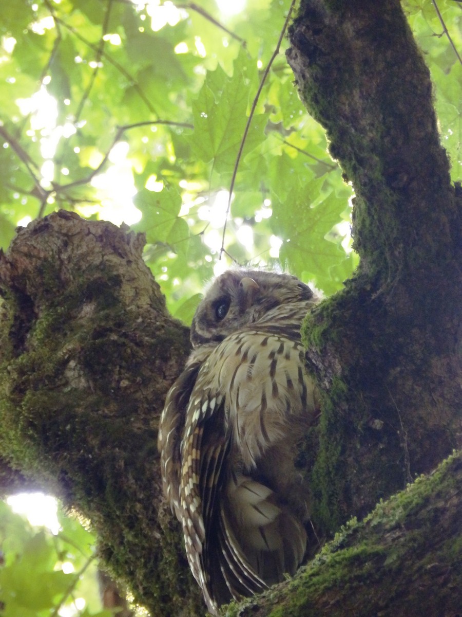 Barred Owl - ML609551802