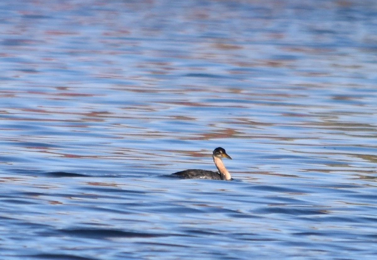 Red-necked Grebe - ML609552004