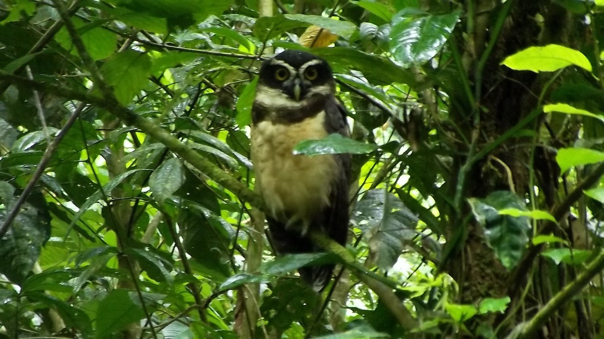 Spectacled Owl - ML609552173