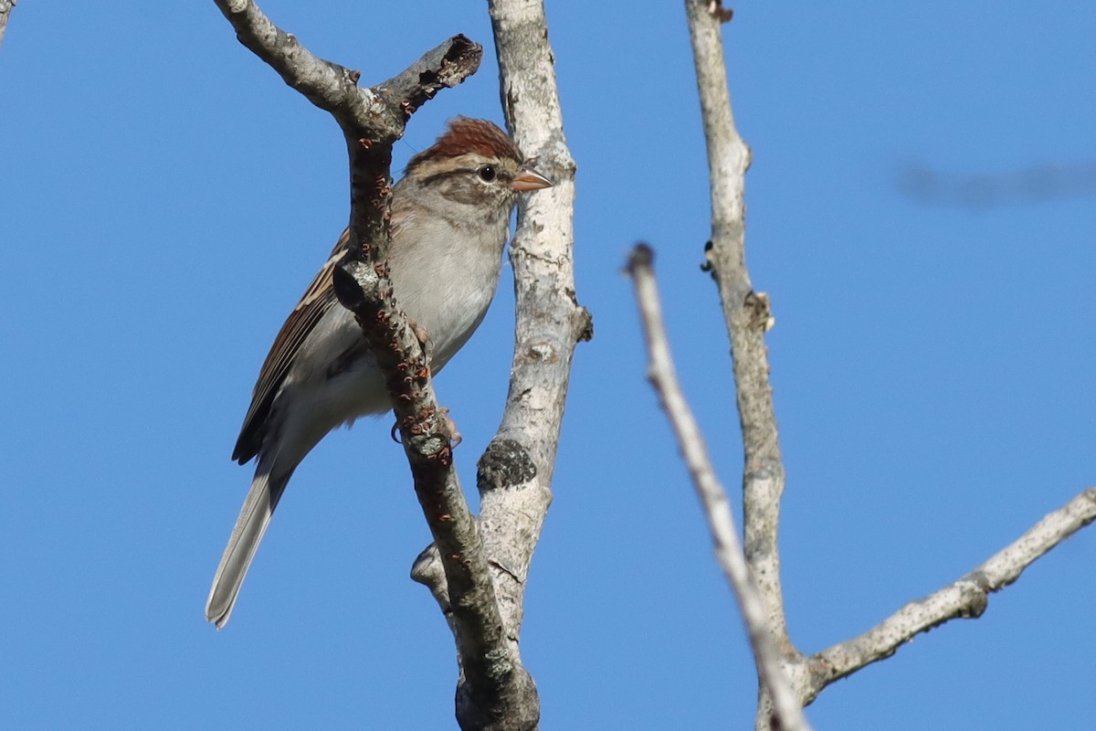 Chipping Sparrow - ML609552665