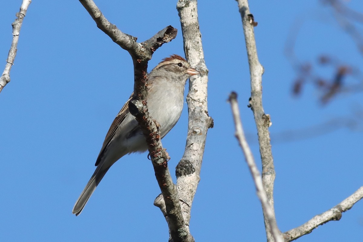 Chipping Sparrow - ML609552666