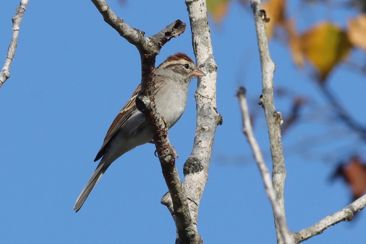 Chipping Sparrow - ML609552667