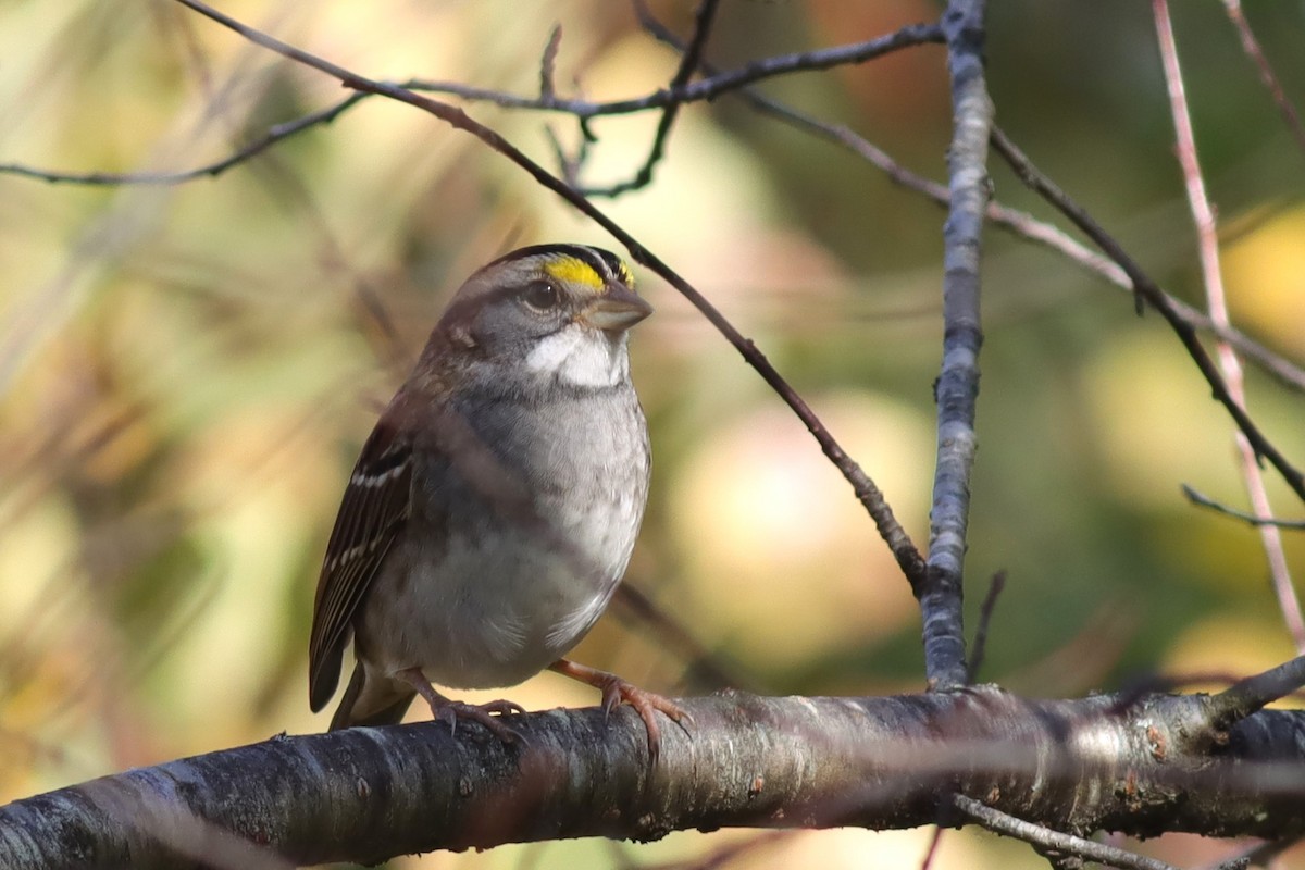 White-throated Sparrow - ML609552775