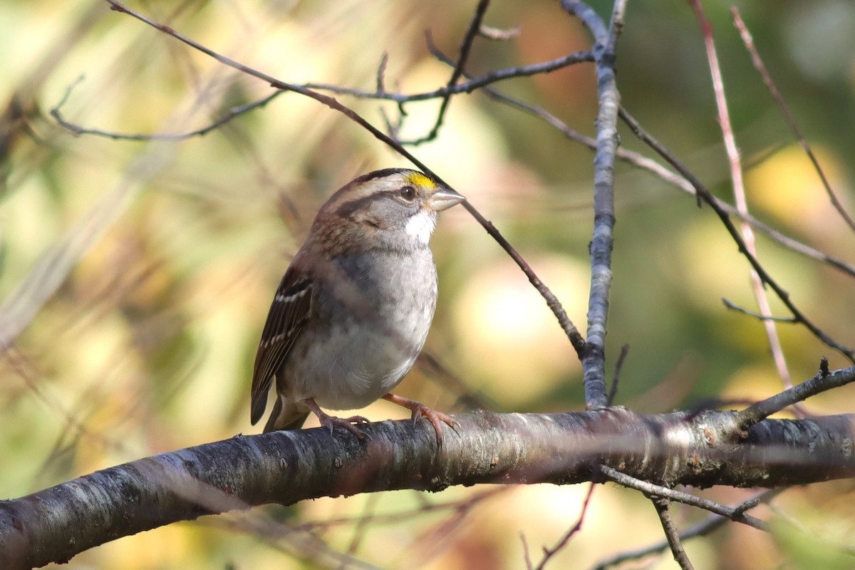 White-throated Sparrow - ML609552776