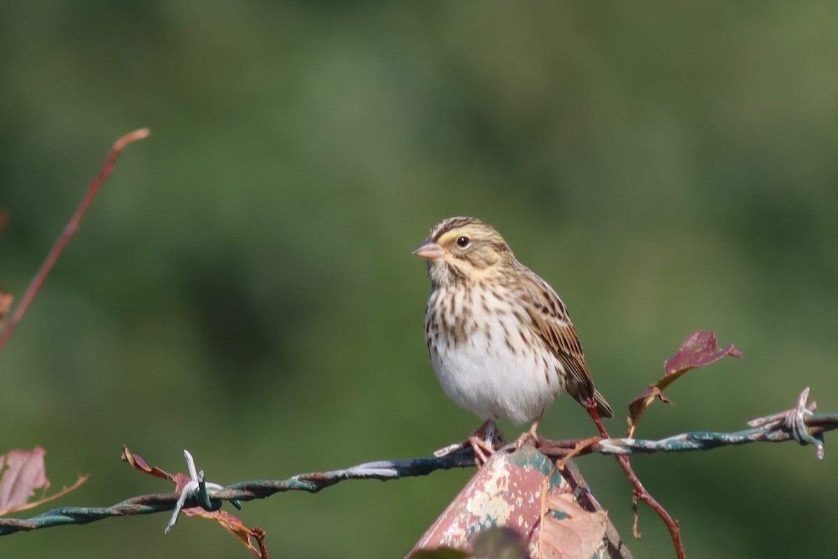 Savannah Sparrow - ML609552792