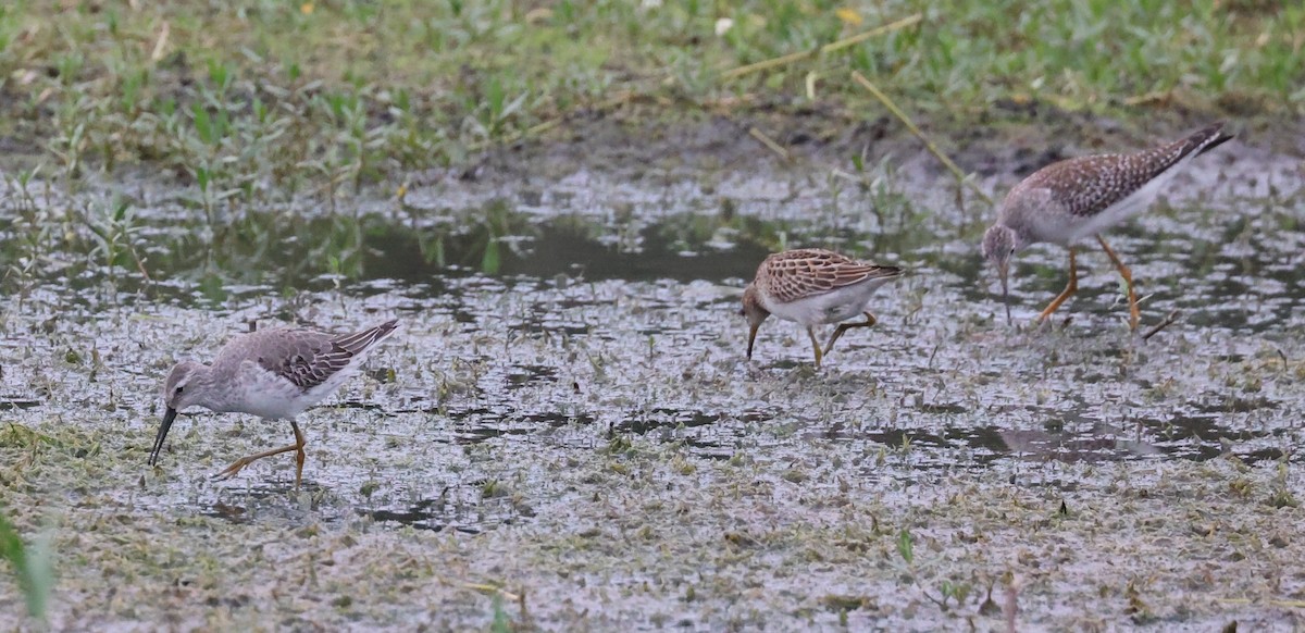 Stilt Sandpiper - ML609552997