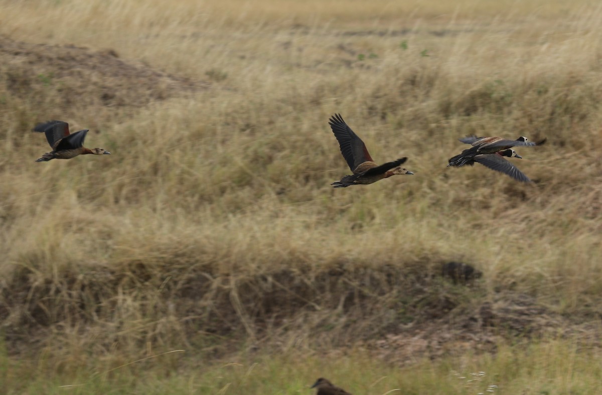 White-faced Whistling-Duck - ML609553007