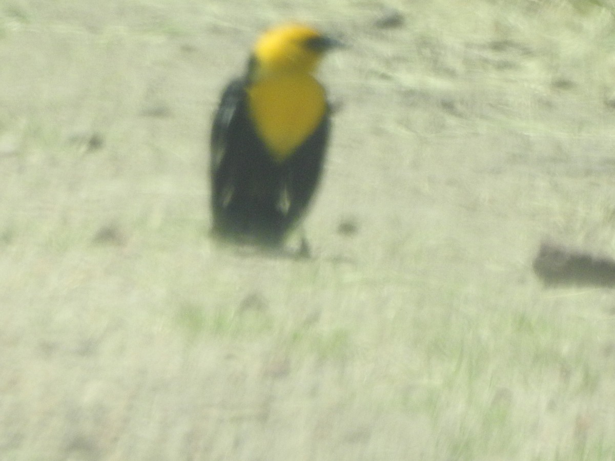 Yellow-headed Blackbird - James Hickner