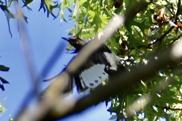 Red-headed Woodpecker - ML609553014