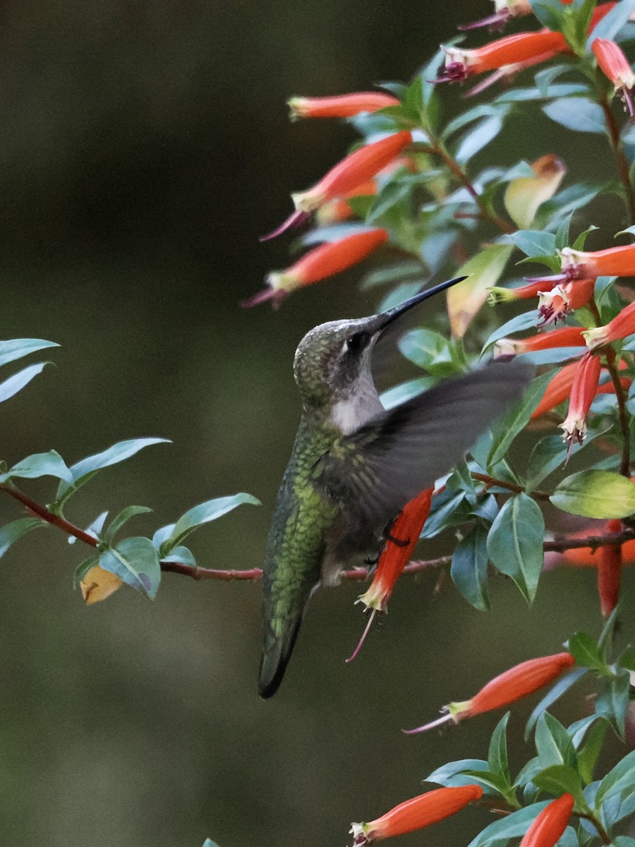 Ruby-throated Hummingbird - ML609553019