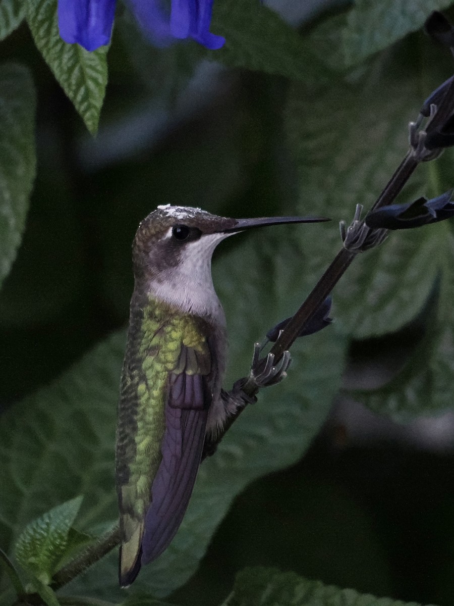 Ruby-throated Hummingbird - ML609553021