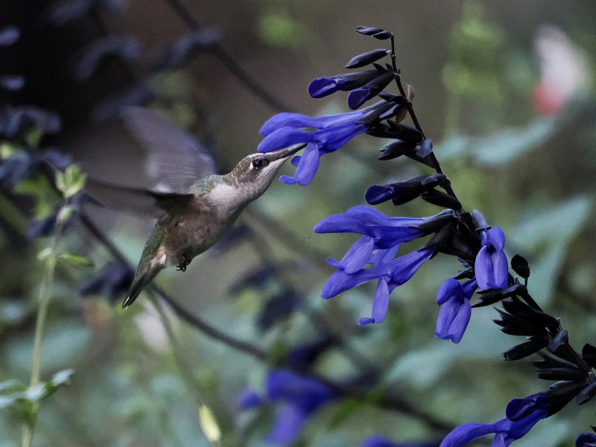 Ruby-throated Hummingbird - ML609553022