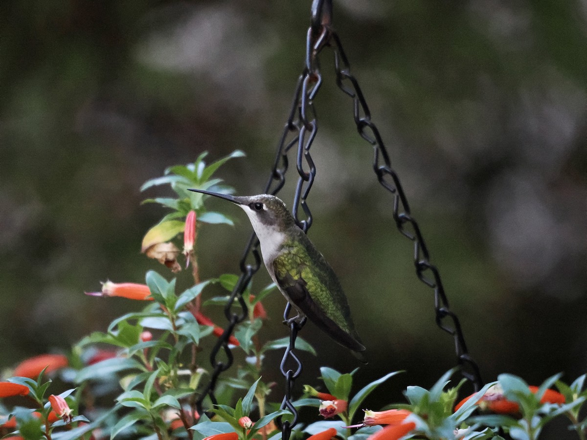 Ruby-throated Hummingbird - ML609553024