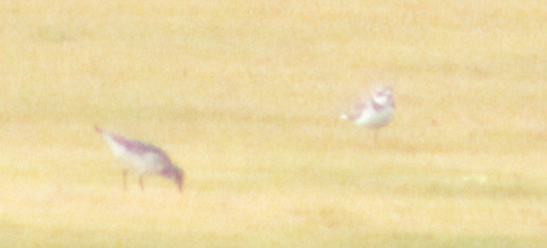 White-rumped Sandpiper - ML609553027