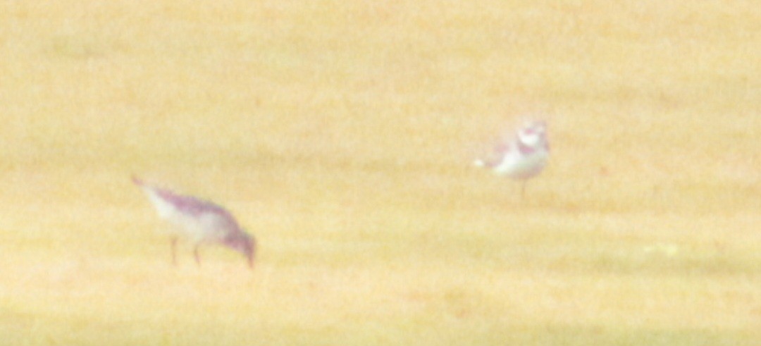Semipalmated Plover - ML609553035