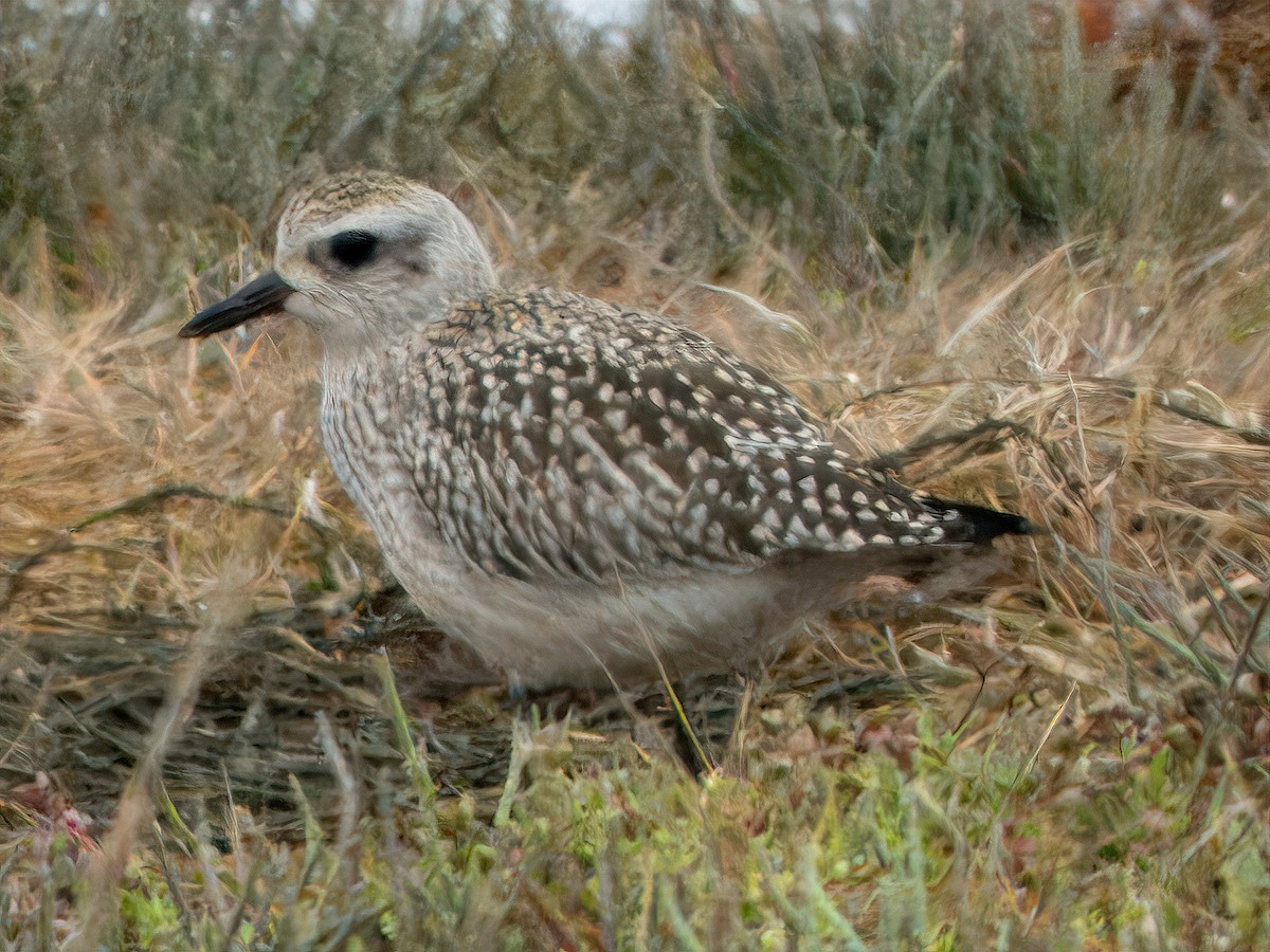 Black-bellied Plover - ML609553052