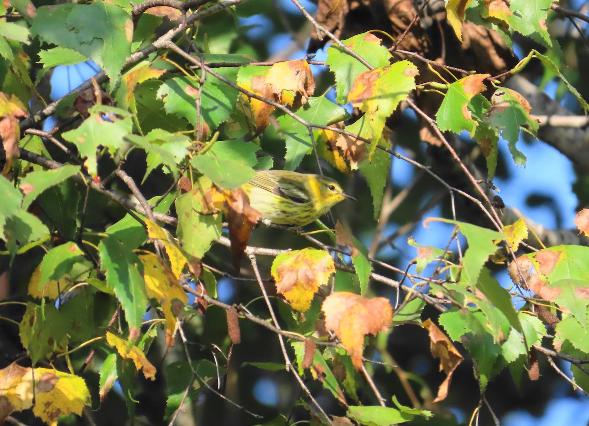 Cape May Warbler - ML609553362