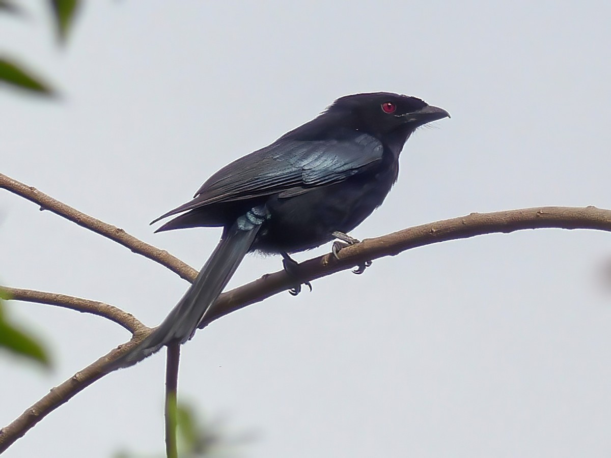 Velvet-mantled Drongo - Dicrurus modestus - Birds of the World